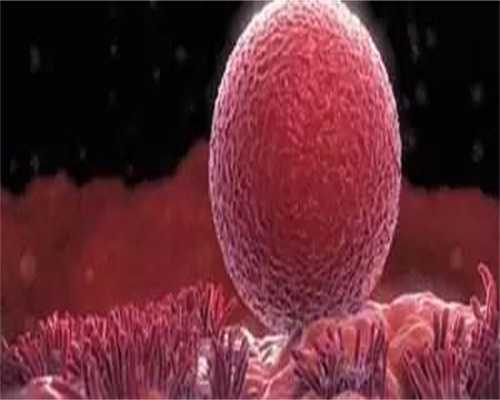 试管代生官网:蜂王浆对卵巢是否有好处